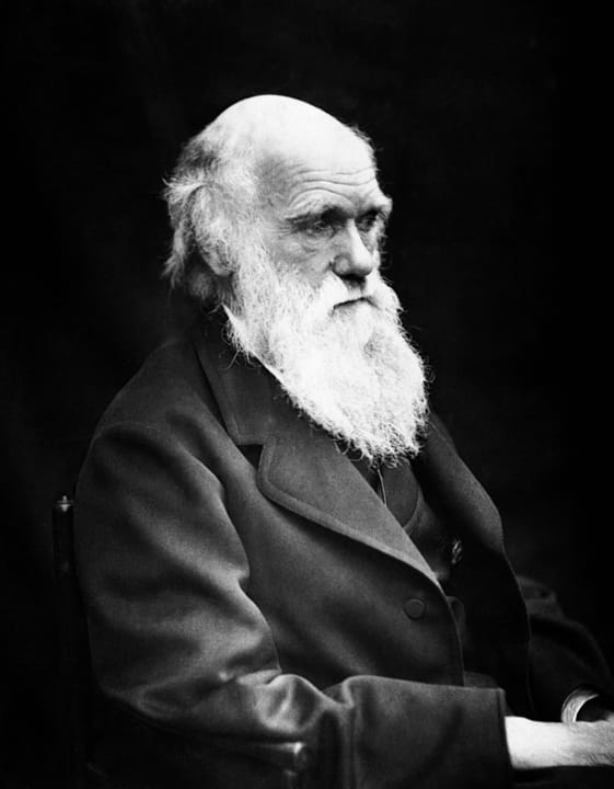 Portrait or photograph of Charles Darwin: Charles Darwin (1809–1882) in his later years. This image is the correct orientation. Darwin's mole was on the right s