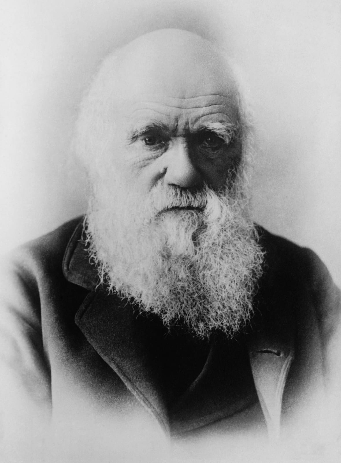 Portrait or photograph of Charles Darwin: Charles Darwin . 1 negative : glass ; 5 x 7 in. or smaller. From a photograph by Elliott & Fry . According to Gene