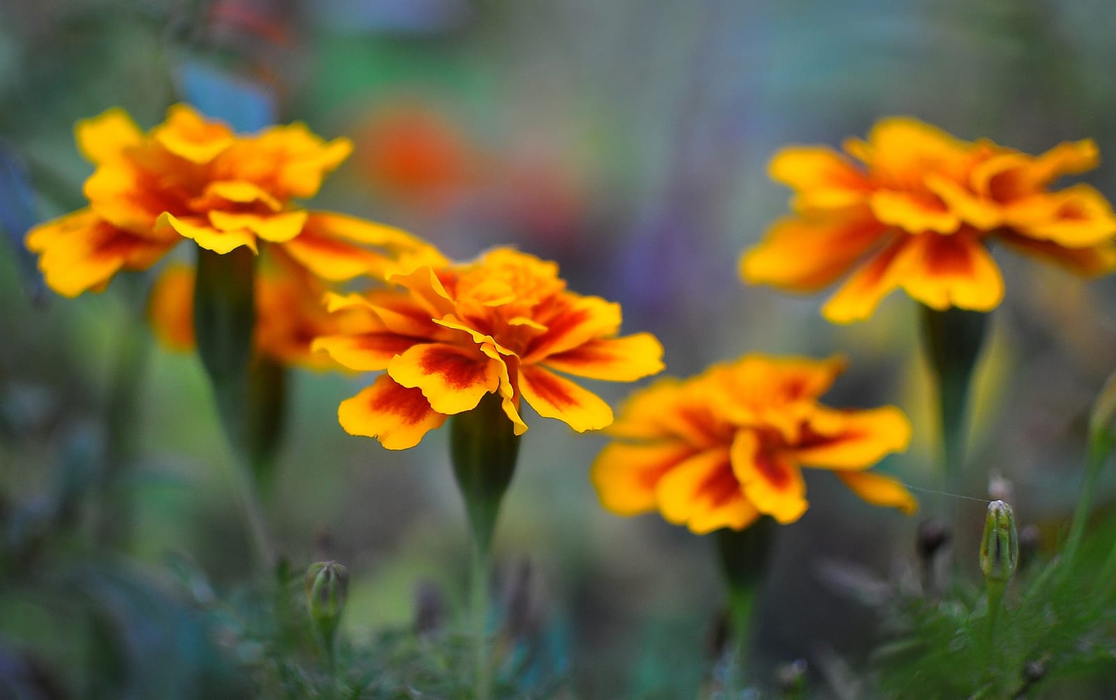 Portrait or photograph of Iris Murdoch: 500px provided description: "People from a planet without flowers would think we must be mad with joy the whole time to