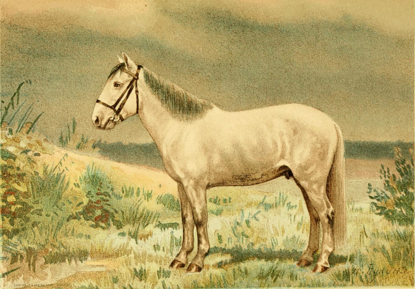 Image connected to Ivan Bunin: Les races chevalines : avec une étude spéciale sur les chevaux russes /