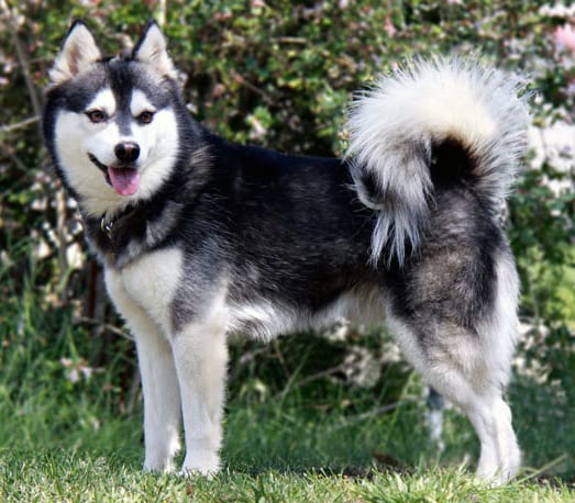 Portrait or photograph of Kukai: 4 year old BIS winner Kukai, a standard, black and white Alaskan Klee Kai
