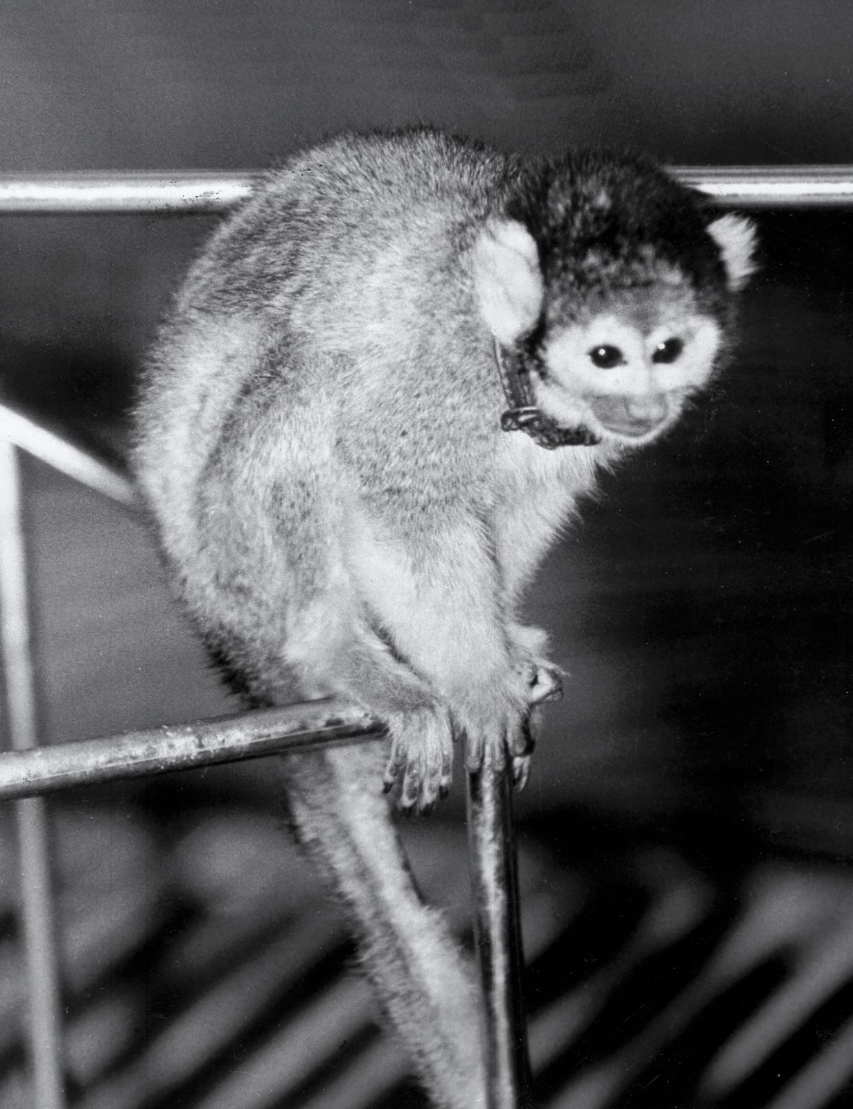 Photograph or image of Able: On May 28, 1958, Jupiter Intermediate Range Ballistic Missile provided by U.S. Army team in Huntsville, Alabama, launched a nose co