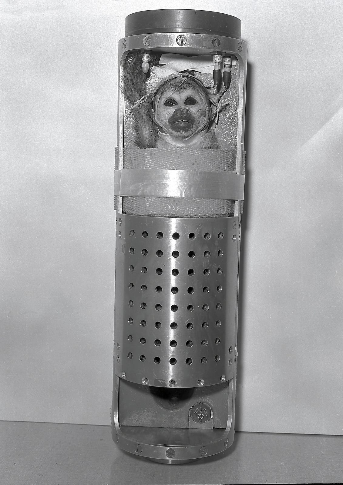 Photograph or image of Able: A squirrel monkey, Baker, in bio-pack couch being readied for Jupiter (AM-18 flight). Jupiter, AM-18 mission, also carried an Ameri