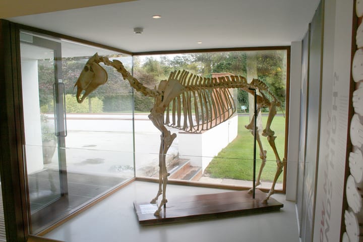 Photograph or image of Arkle: The Irish thoroughbred racehorse Arkle is widely regarded as the greatest steeplechaser in history. Regarded as a remarkable combi