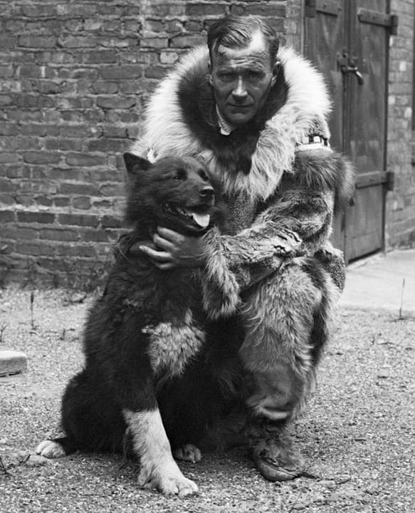 Photograph or image of Balto: Celebrated sled dog Balto with Gunnar Kaasen. Norwegian immigrant Gunnar Kaasen was the musher on the last dog team that successfu