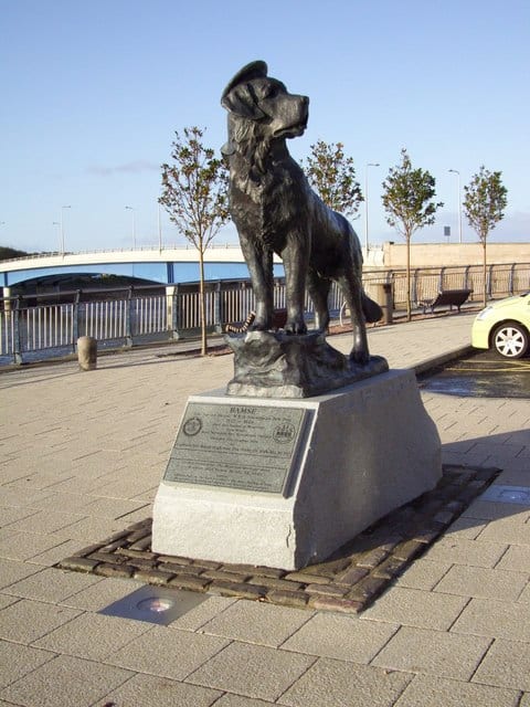 Photograph or image of Bamse: Bamse the famous sea dog of Montrose