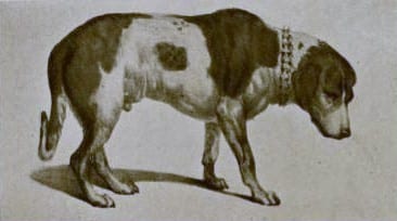 Photograph or image of Barry: Drawing of the famous dog Barry, of the St Bernard Monastery.