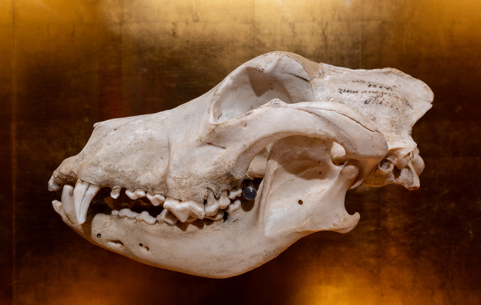 Photograph or image of Barry: Skull of Barry the rescue dog, Naturhistorisches Museum, Bern, Switzerland