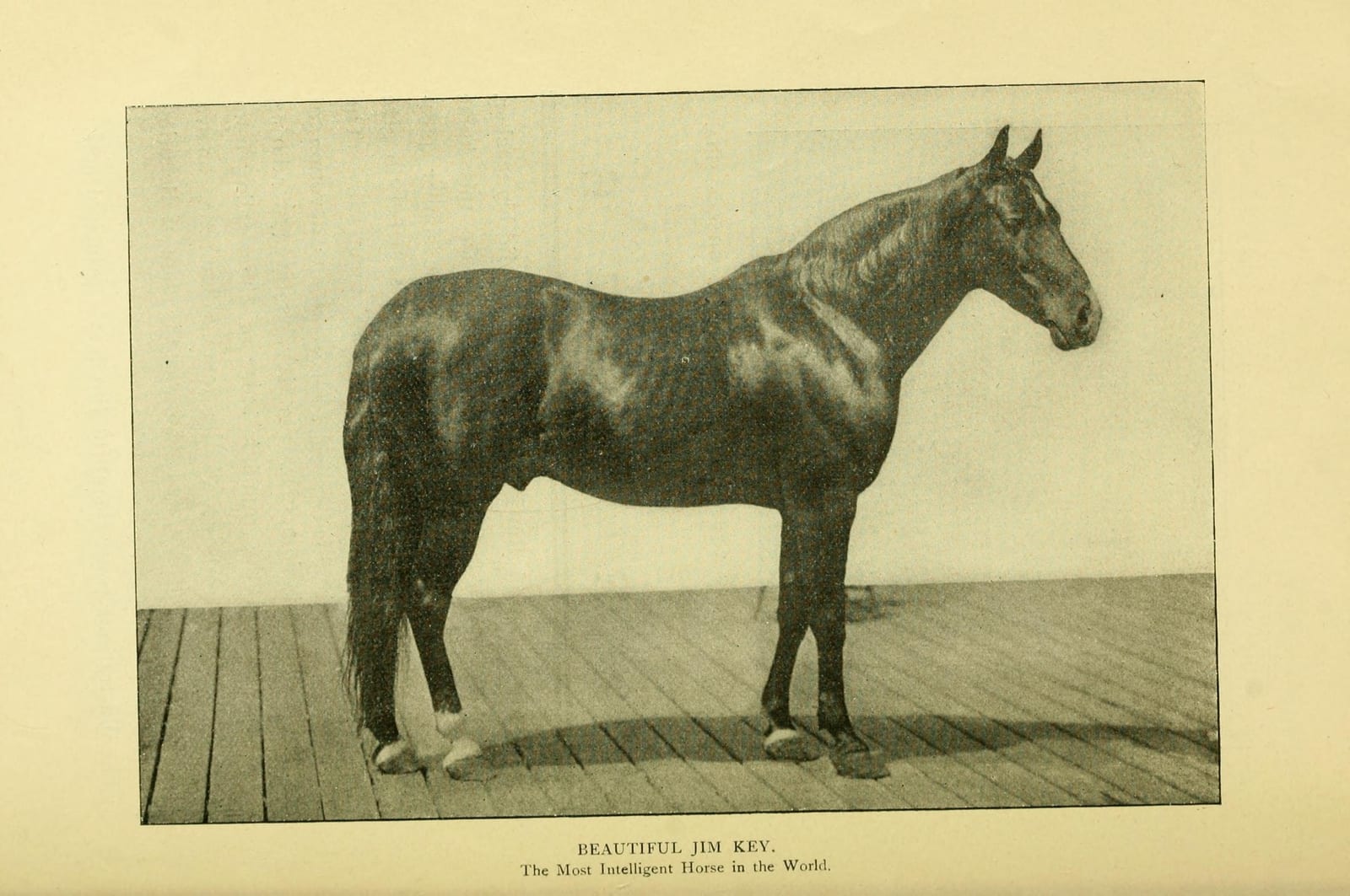 Photograph or image of Beautiful Jim Key: The story of Beautiful Jim Key : the most wonderful horse in all the world.