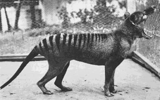 Photograph or image of Benjamin: Last thylacine yawning.