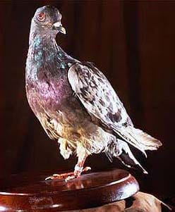 Photograph or image of Cher Ami: War pigeon Cher Ami