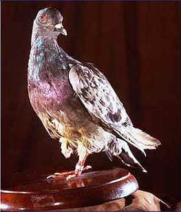 Cher Ami