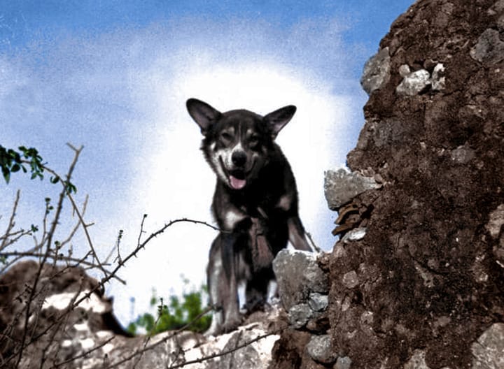 Photograph or image of Chips: Pvt. Chips (1940-1946) was a war dog trained as a sentry dog for United States Army, and the most decorated war dog from World War
