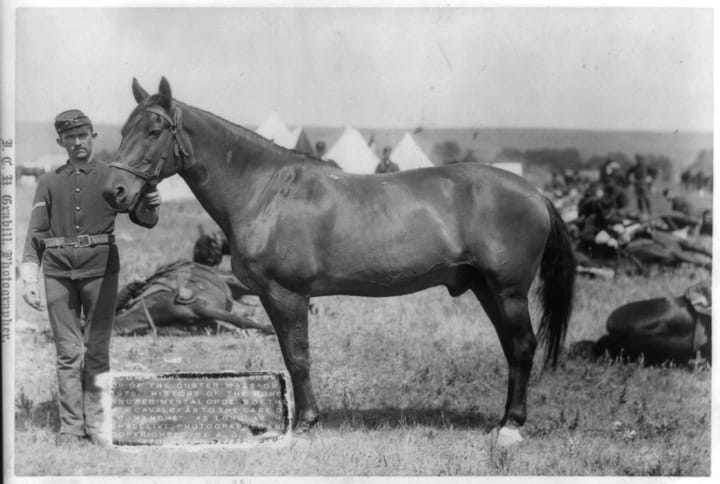 Photograph or image of Comanche: Original title "Comanche," the only survivor of the Custer Massacre, 1876. History of the horse and regimental orders of the [7