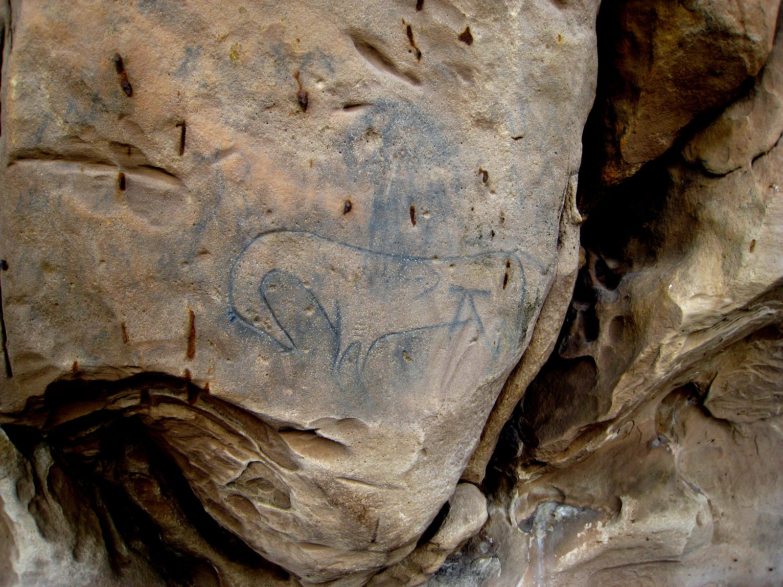 Photograph or image of Comanche: Comanche petroglyph. Horse petroglyph in Picture Canyon, Comanche National Grasslands.