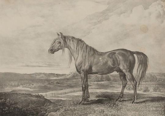 Photograph or image of Copenhagen: 'Copenhagen The Horse rode by the Duke of Wellington at the Battle of Waterloo, was bred by General Grosvenor', 1824 (c) Lith