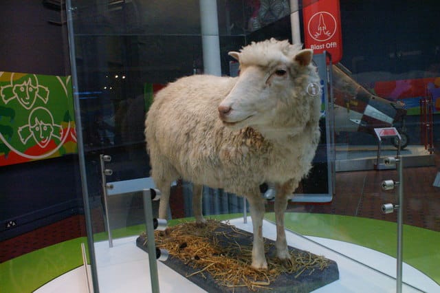 Photograph or image of Dolly: Dolly the sheep, National Museums of Scotland, Edinburgh The world's first cloned sheep, now a stuffed exhibit in the Chambers Str