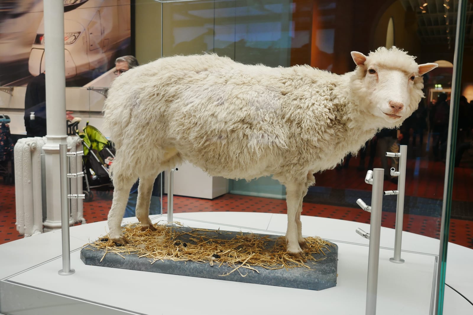 Photograph or image of Dolly: Dolly the Sheep National Museum of Scotland