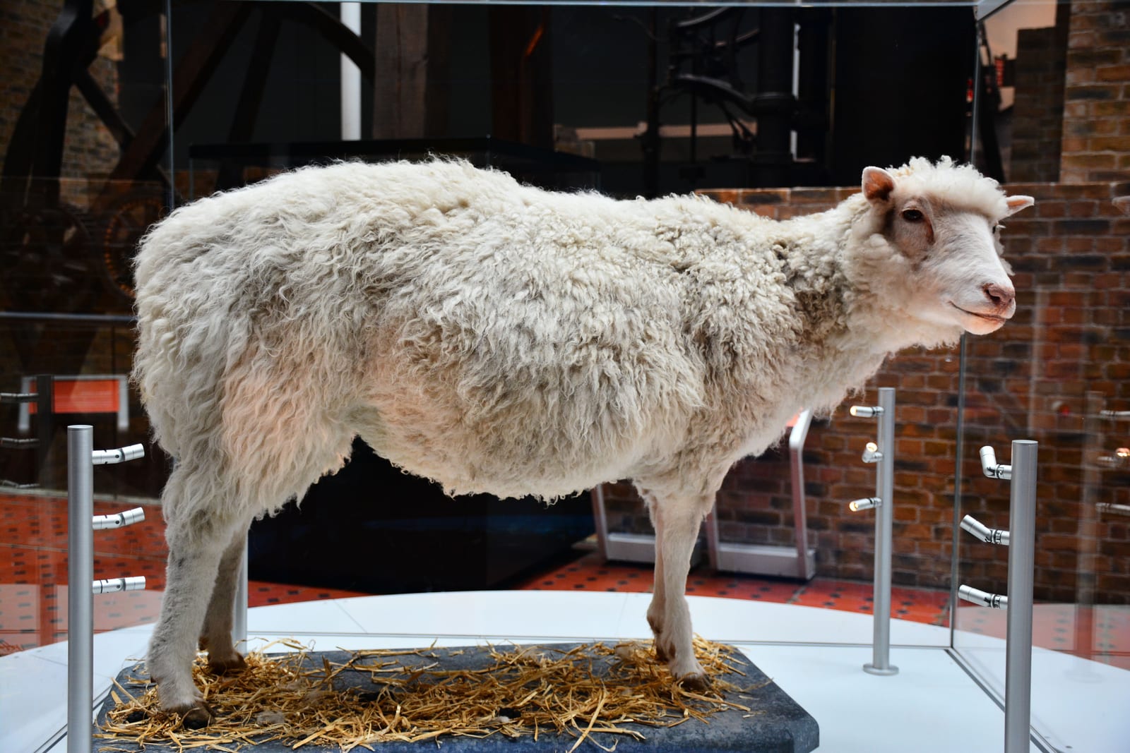 Photograph or image of Dolly: Dolly (5 July 1996 – 14 February 2003) was a female sheep, and the first mammal ever cloned from an adult cell. The success of the