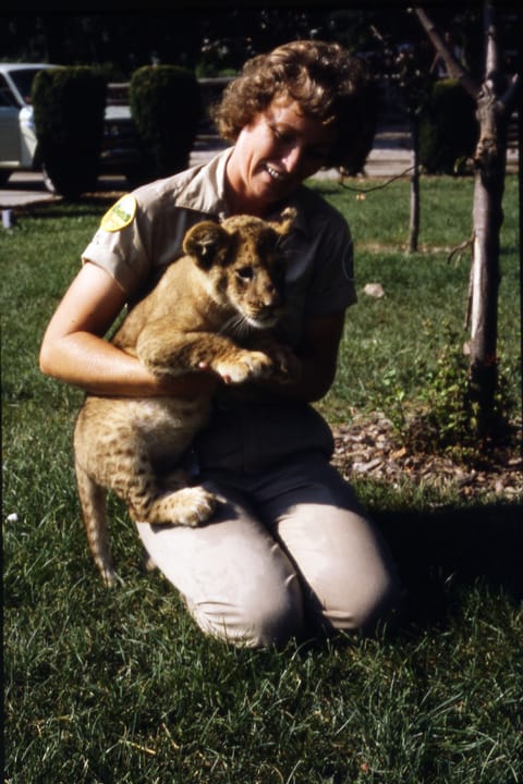Photograph or image of Elsa: In a grassy area near a parking lot, a uniformed zoo keeper kneels while holding Elsa, the lion cub. (See The Columbus Zoo, 1977-10