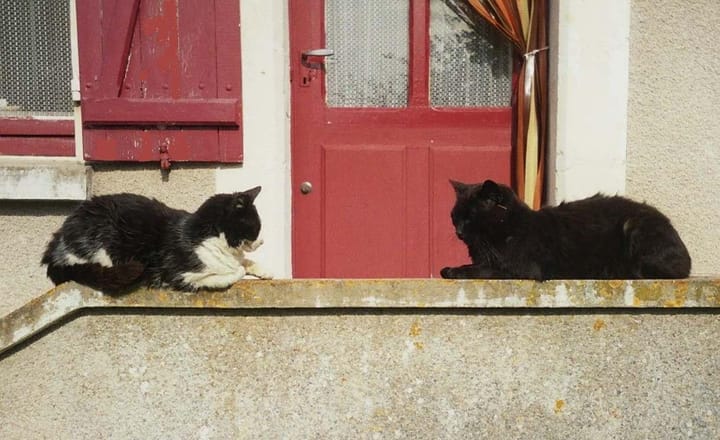 Photograph or image of Félicette: Two cats staring at one another