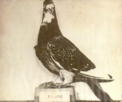 Photograph or image of G.I. Joe: War pigeon G.I. Joe mounted and on display at Fort Monmouth