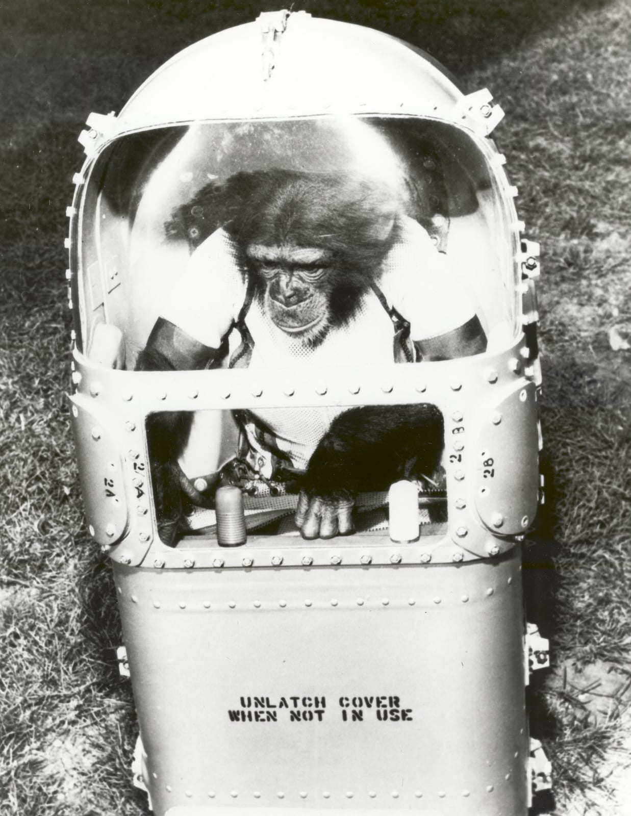 Photograph or image of Ham: Ham tries out his combination couch and life support system in preparation for his flight in Mercury Redstone-2 (MR-2). The couch is