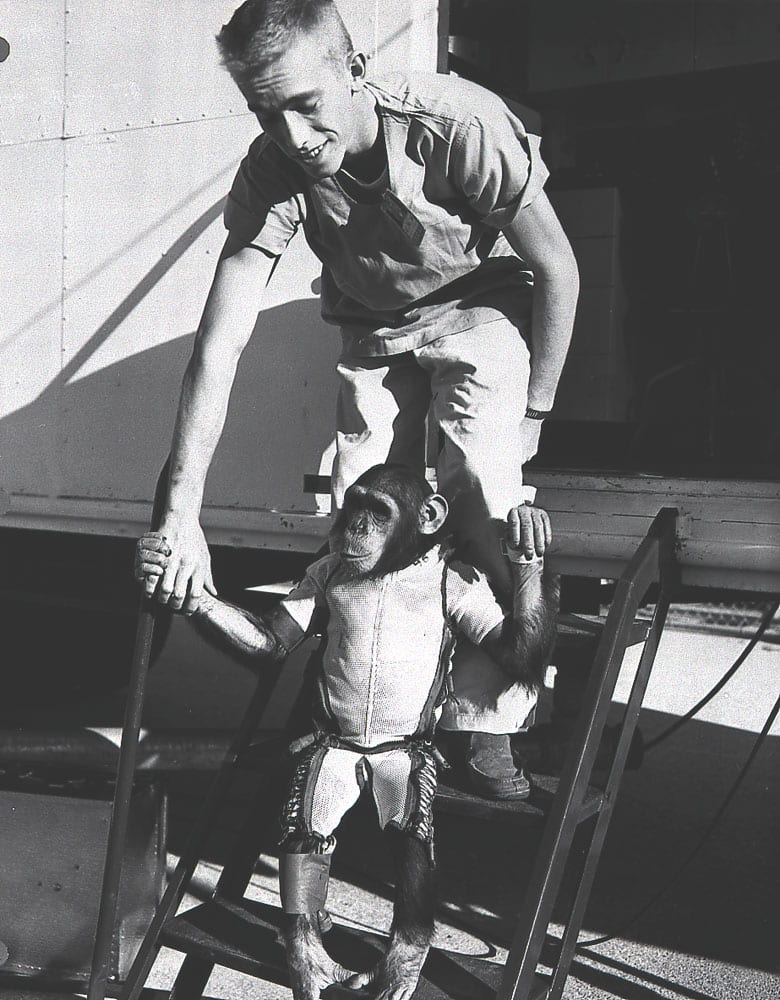Photograph or image of Ham: Ham , a three-year-old chimpanzee , in the spacesuit he would wear for the second Mercury-Redstone (MR-2) suborbital test flight in