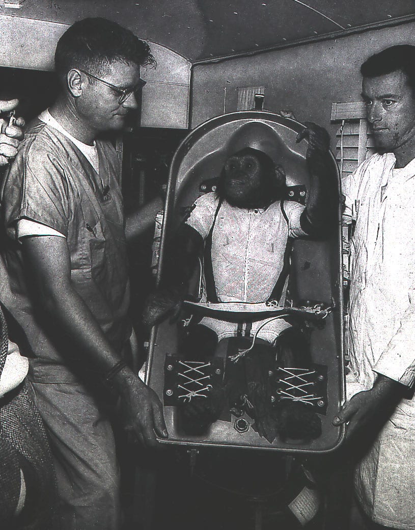 Photograph or image of Ham: A three-year-old chimpanzee , named Ham , in the biopack couch for the MR-2 suborbital test flight. On January 31, 1961, a Mercury-R
