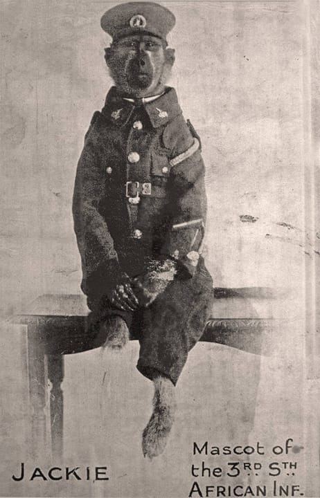 Photograph or image of Jackie: Jackie (born before 1915, died 1921) was a baboon who accompanied the South African army during the First World War and was injur