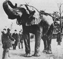 Photograph or image of Jumbo: Pre-1886 photo of Jumbo .
