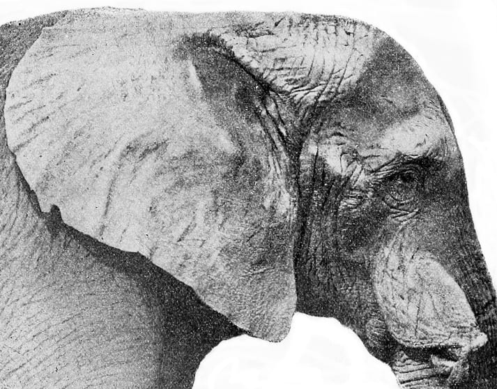 Photograph or image of Jumbo: Head of "Jumbo", the male West Sudan Elephant formerly belonging to the Society