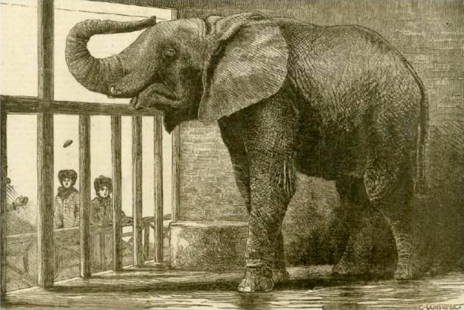 Photograph or image of Jumbo: Jumbo greets some visitors as they pass by his den in London Zoo