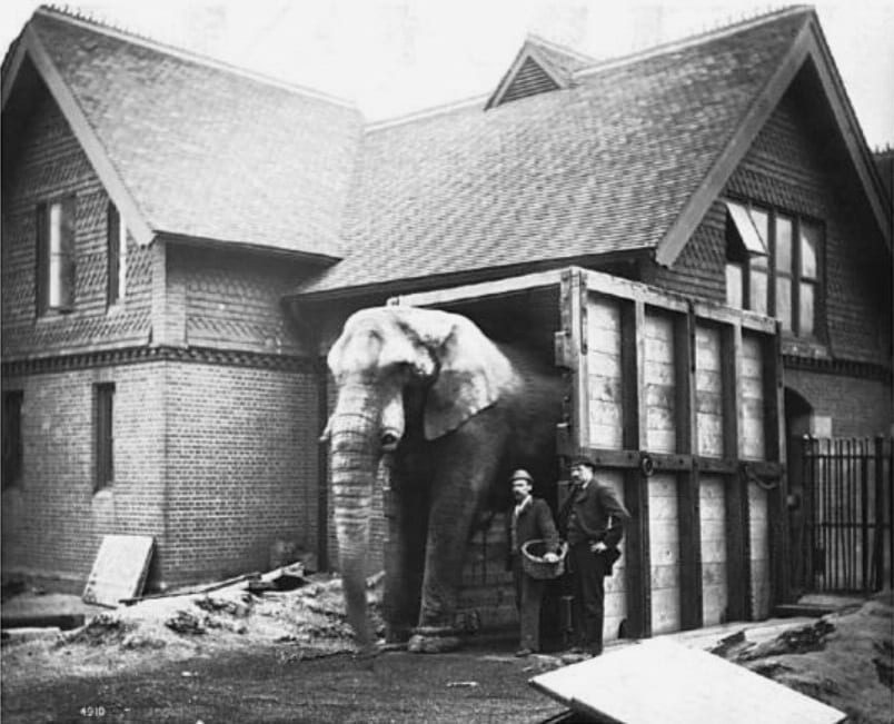 Photograph or image of Jumbo: After weeks of trying, Jumbo is persuaded to walk through the box outside his den (London Zoo)