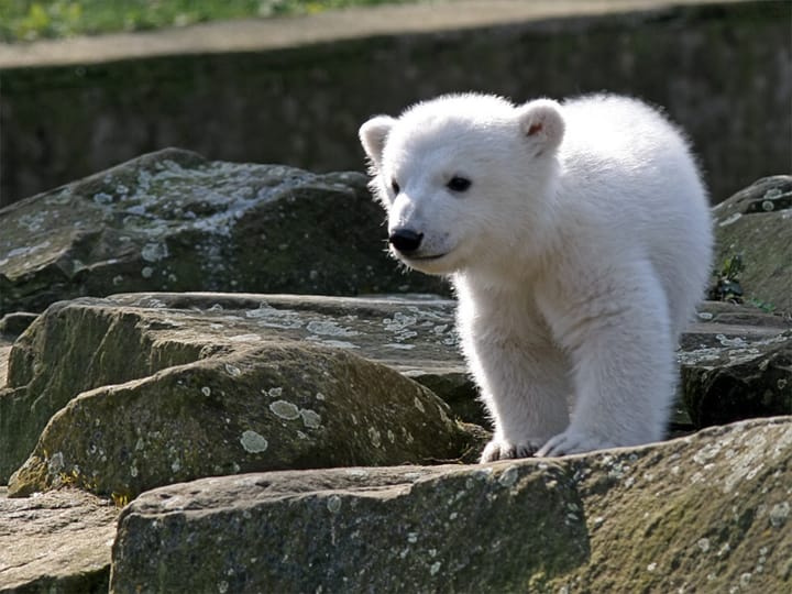 Photograph or image of Knut: Knut am 24.03.2007 im Zoologischen Garten Berlin