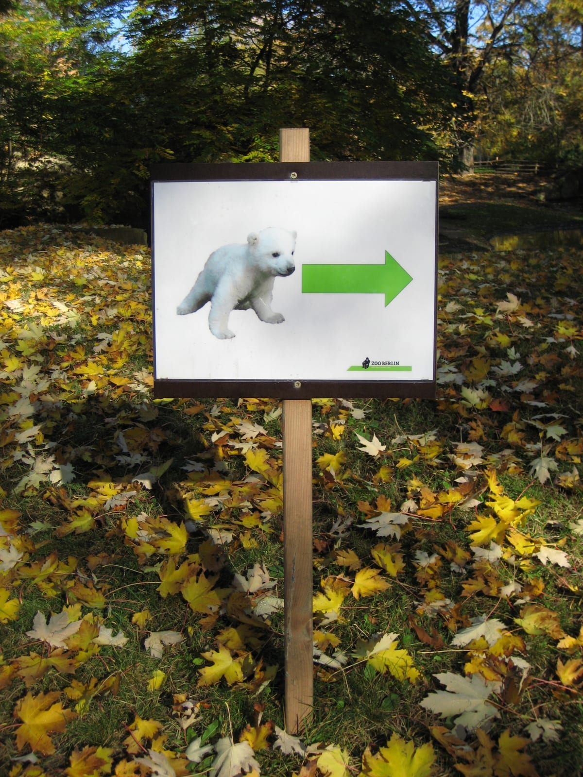 Photograph or image of Knut: Signpost for polar bear Knut at the Zoo of Berlin