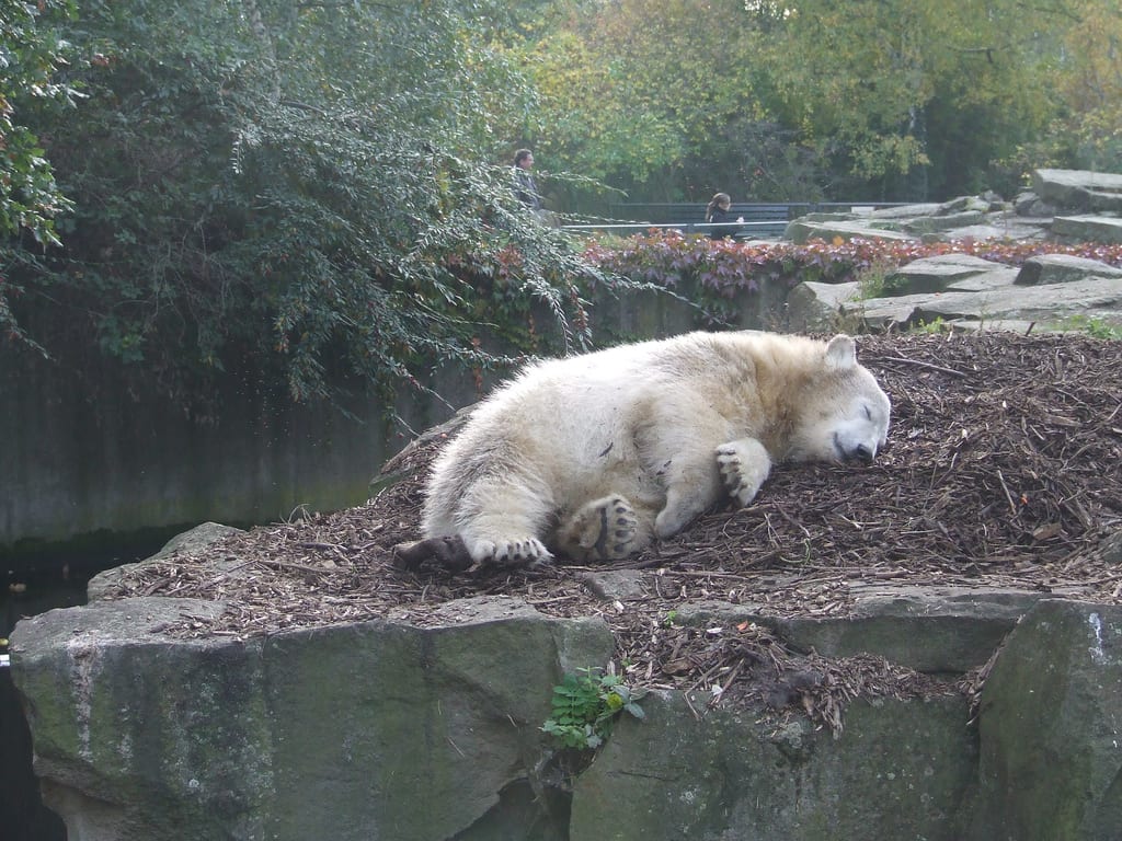 Photograph or image of Knut: Eisbär Knut im Berliner Zoo