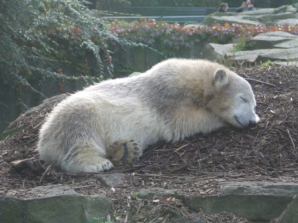 Photograph or image of Knut: Eisbär Knut im Berliner Zoo