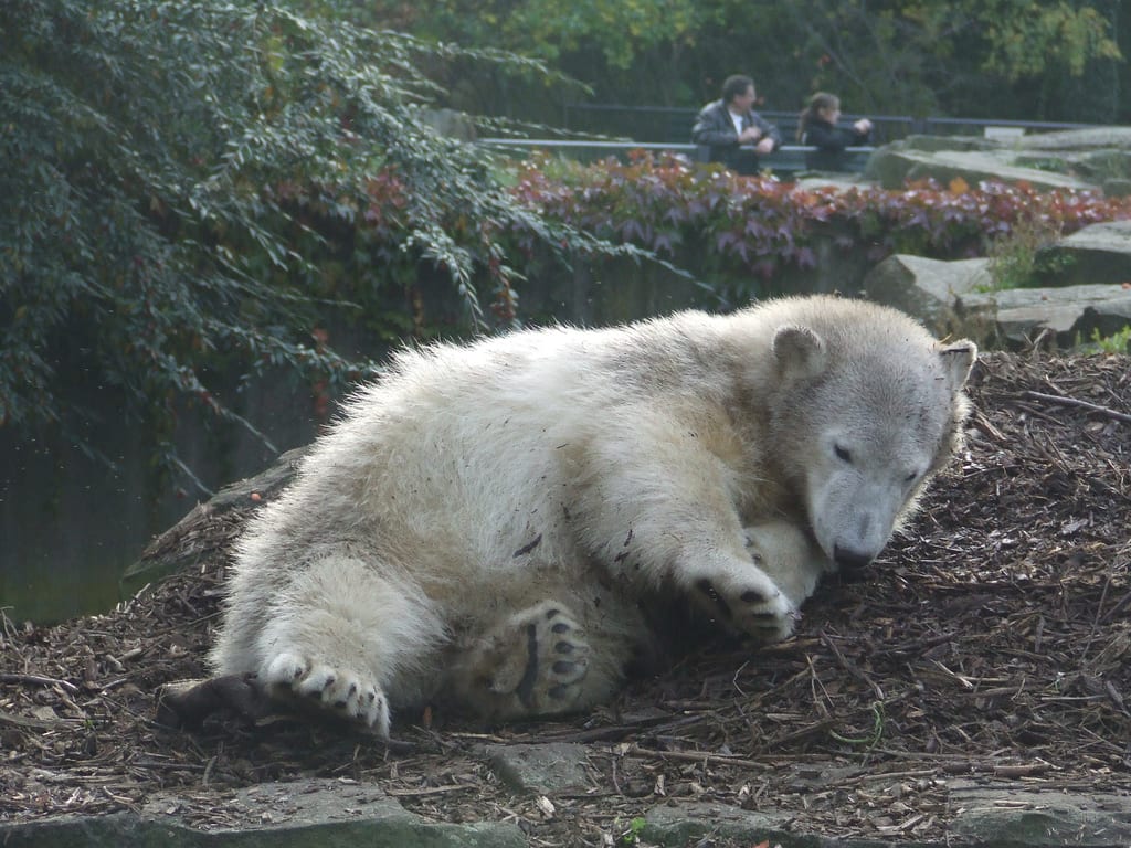 Photograph or image of Knut: Eisbär Knut im Berliner Zoo
