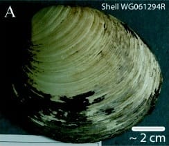 Photograph or image of Ming: Left valve of Arctica islandica shell WG061294R collected from the north Icelandic shelf. (Ming)
