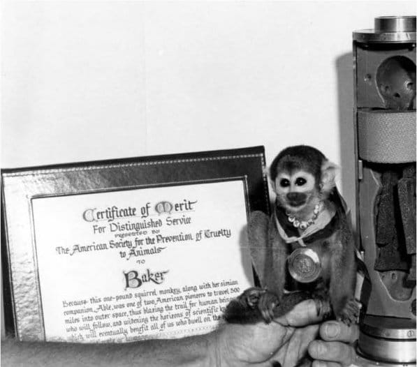 Photograph or image of Miss Baker: Squirrel Monkey Miss Baker poses with the Certificate of Merit for Distinguished Service she was awarded by the American Soci