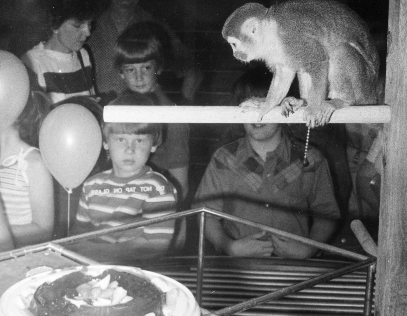 Photograph or image of Miss Baker: Miss Baker, a squirrel monkey who made a historical flight aboard the Jupiter (AM-18) in May 1958, is seen here in her viewin