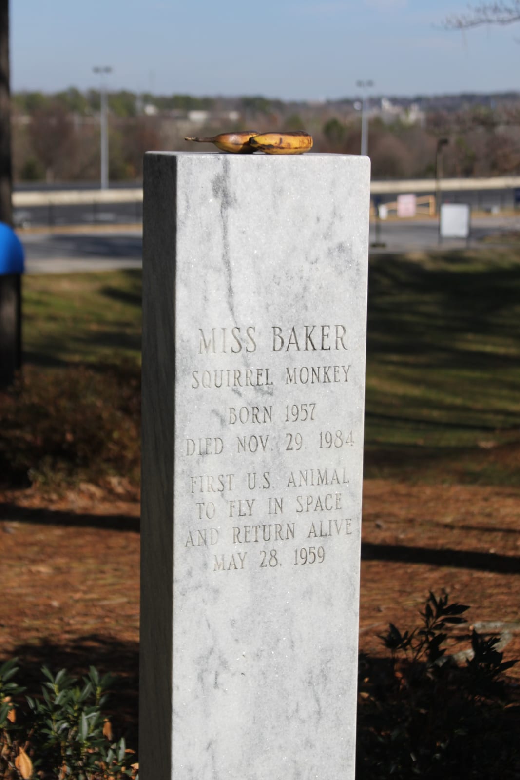 Photograph or image of Miss Baker: The gravestone of space pioneer Miss Baker is at the U.S. Space and Rocket Center in Huntsville, Alabama. It frequently has a