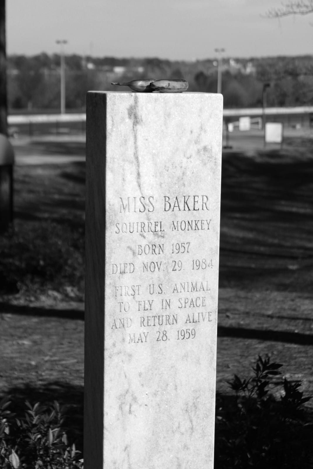 Photograph or image of Miss Baker: The gravestone of space pioneer Miss Baker is at the U.S. Space and Rocket Center in Huntsville, Alabama. It frequently has a