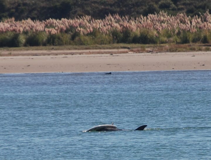 Photograph or image of Moko: The Bay of Plenty's resident friendly dolphin known as Moko, stole a surfboard this day and proceded to spend the afternoon playing