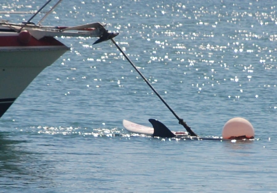 Photograph or image of Moko: Moko had lots of fun and games with his toy for the day and even got it untangled from the anchor rope.