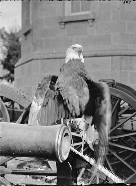 Photograph or image of Old Abe: Old Abe the Screaming War Eagle of the Wisconsin 8th Infanty