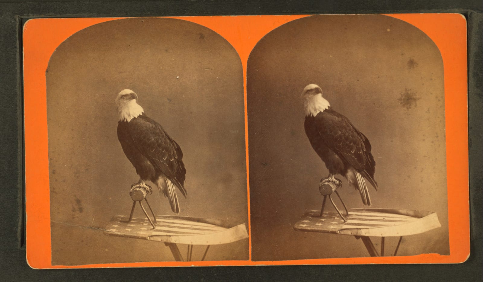 Photograph or image of Old Abe: The Centennial photograph of "Old Abe," the live Wisconsin war eagle. Agricultural Hall, (International exposition), Philadelphi