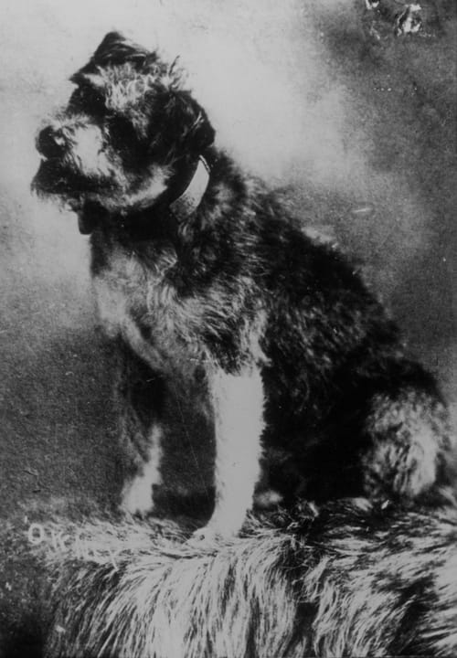 Photograph or image of Owney: Owney was a stray dog who wandered into the Albany, New York, post office in 1888. The clerks let him stay the night, and he fell