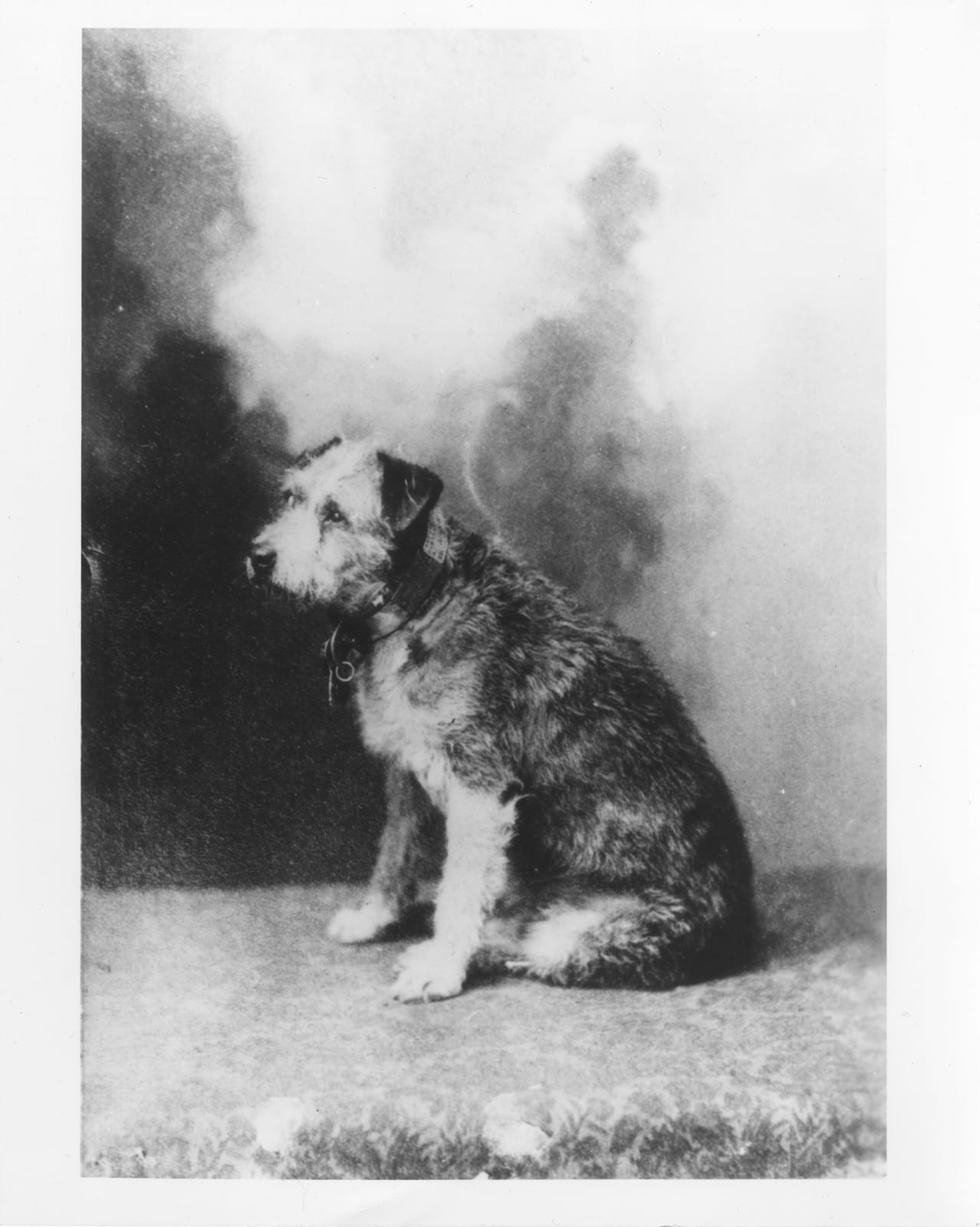 Photograph or image of Owney: Description : Owney was a stray dog who wandered into the Albany, New York, post office in 1888. The clerks let him stay the night